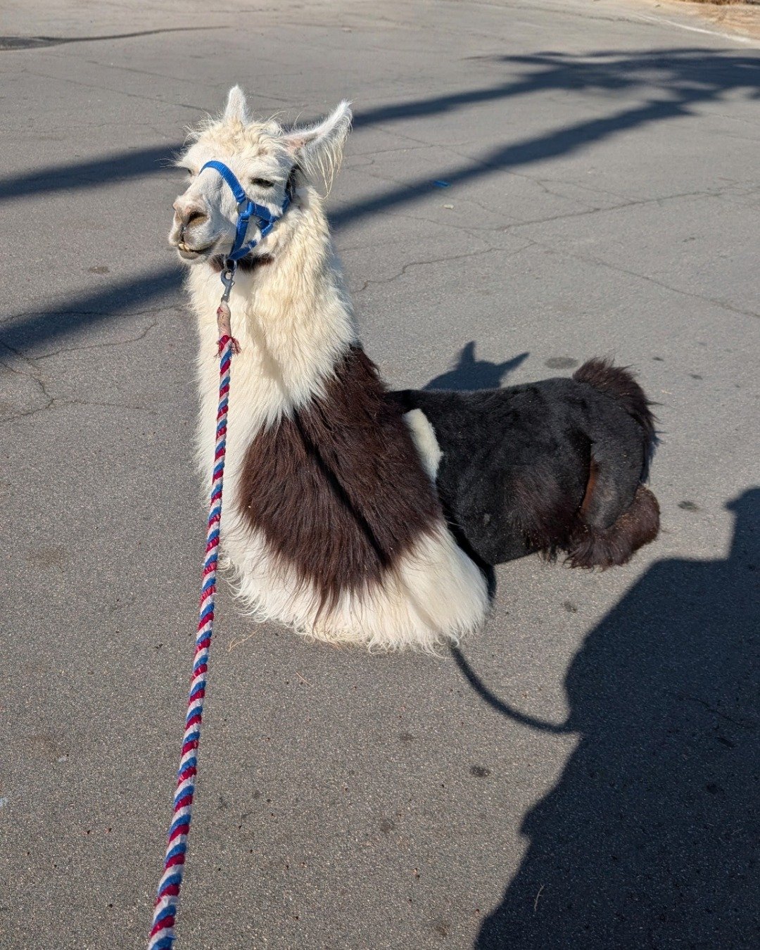 Stanley the Llama. Accessories, Strap, Dog