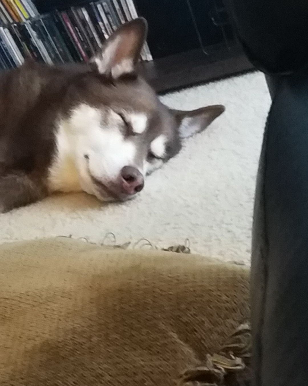 Nala the Siberian Husky. Dog, Husky, Puppy, Cat