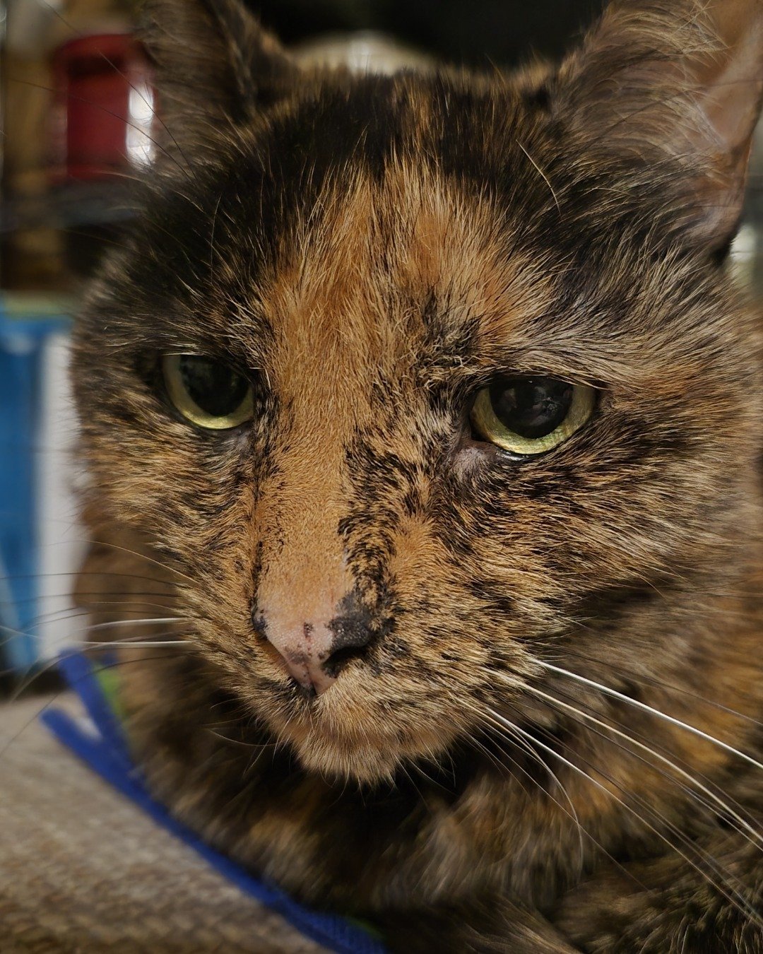 Spika the Domestic Shorthair —Tortoiseshell. Cat
