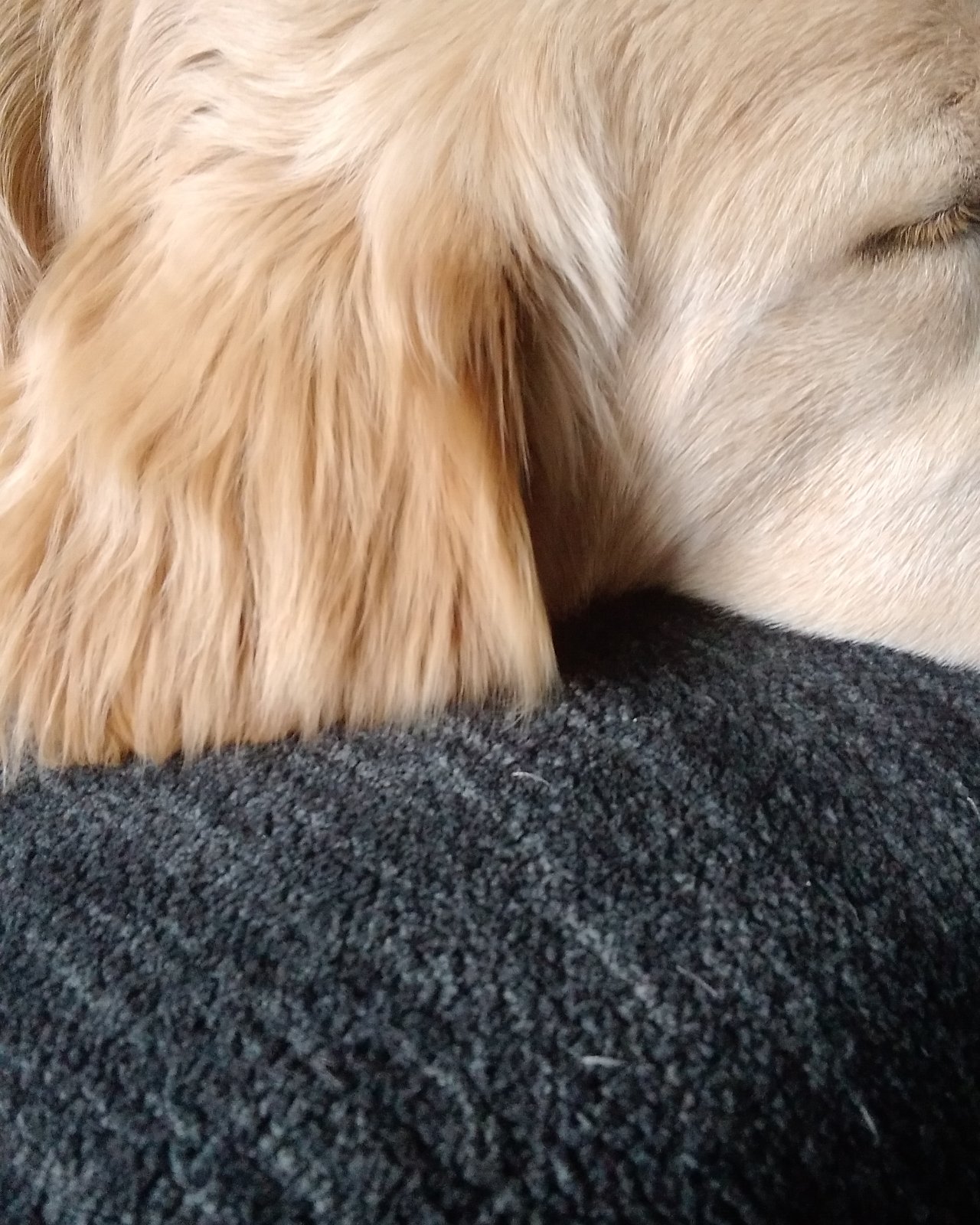 thatdogbeso the golden retriever. Dog, Puppy, Golden Retriever, Bear