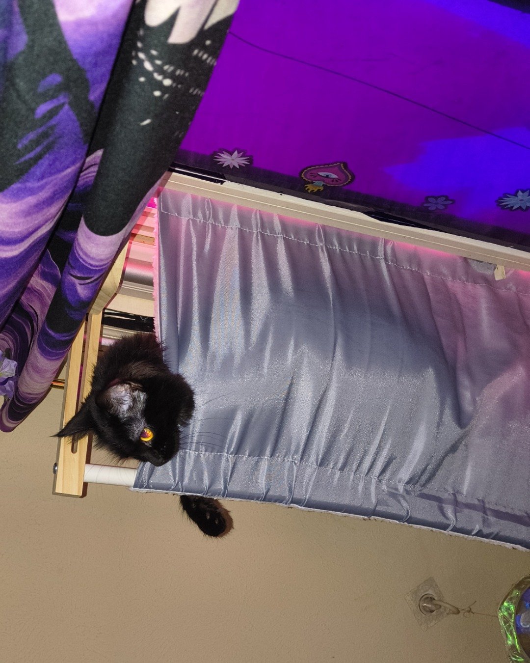 kit-kat the Norwegian mountain cat. Architecture, Building, Outdoors, Shelter, Purple, Cat