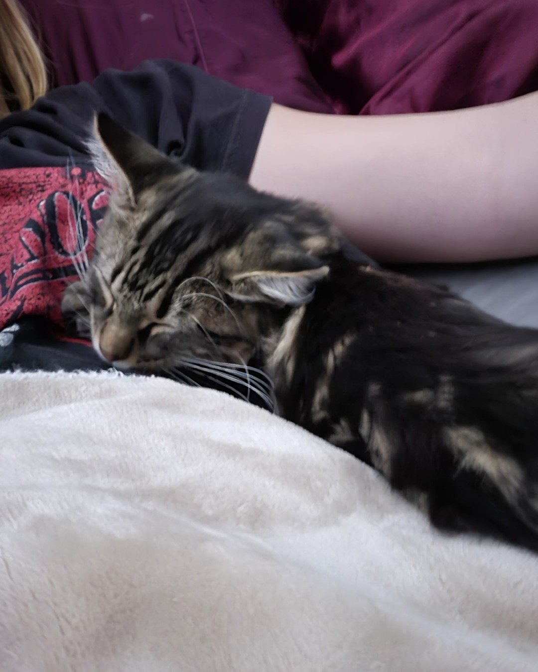 Noodle the Domestic longhair. Cat, Kitten, Blanket