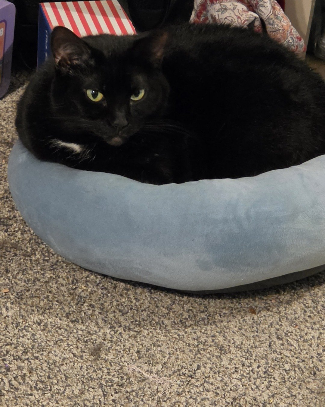 Unity. Cat, Furniture