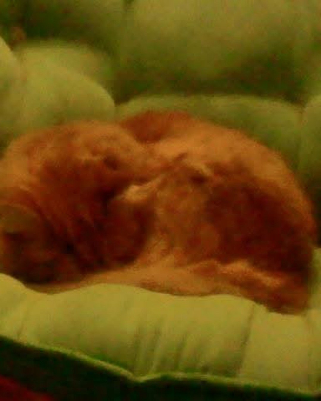 Baby. Couch, Furniture, Cat, Person, Sleeping