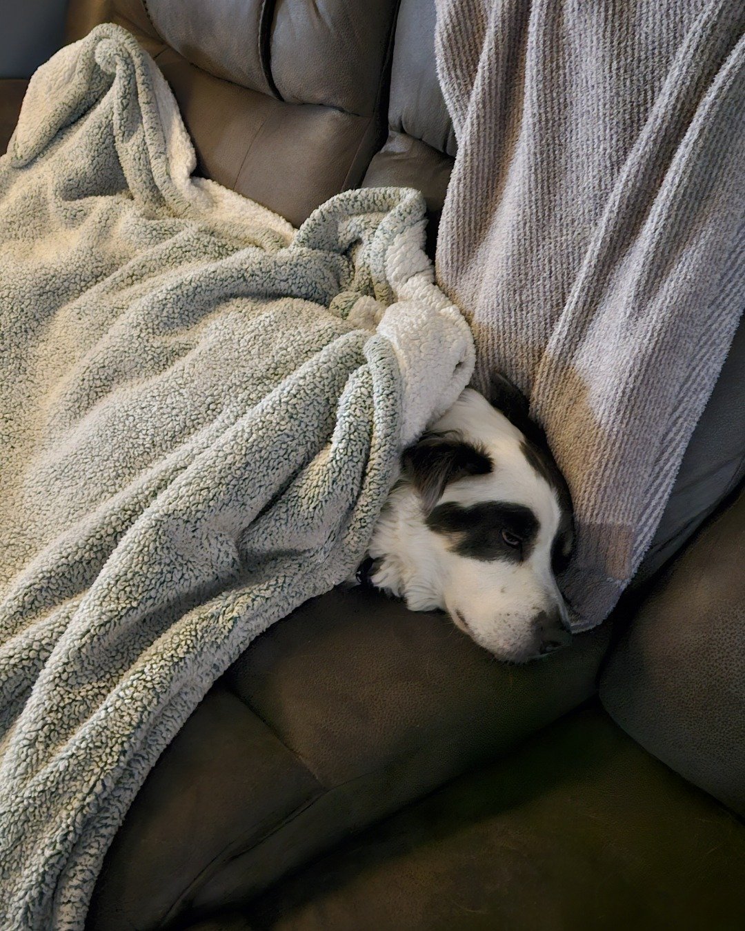 Grayson the Border Collie Shepherd Mix. Blanket, Dog