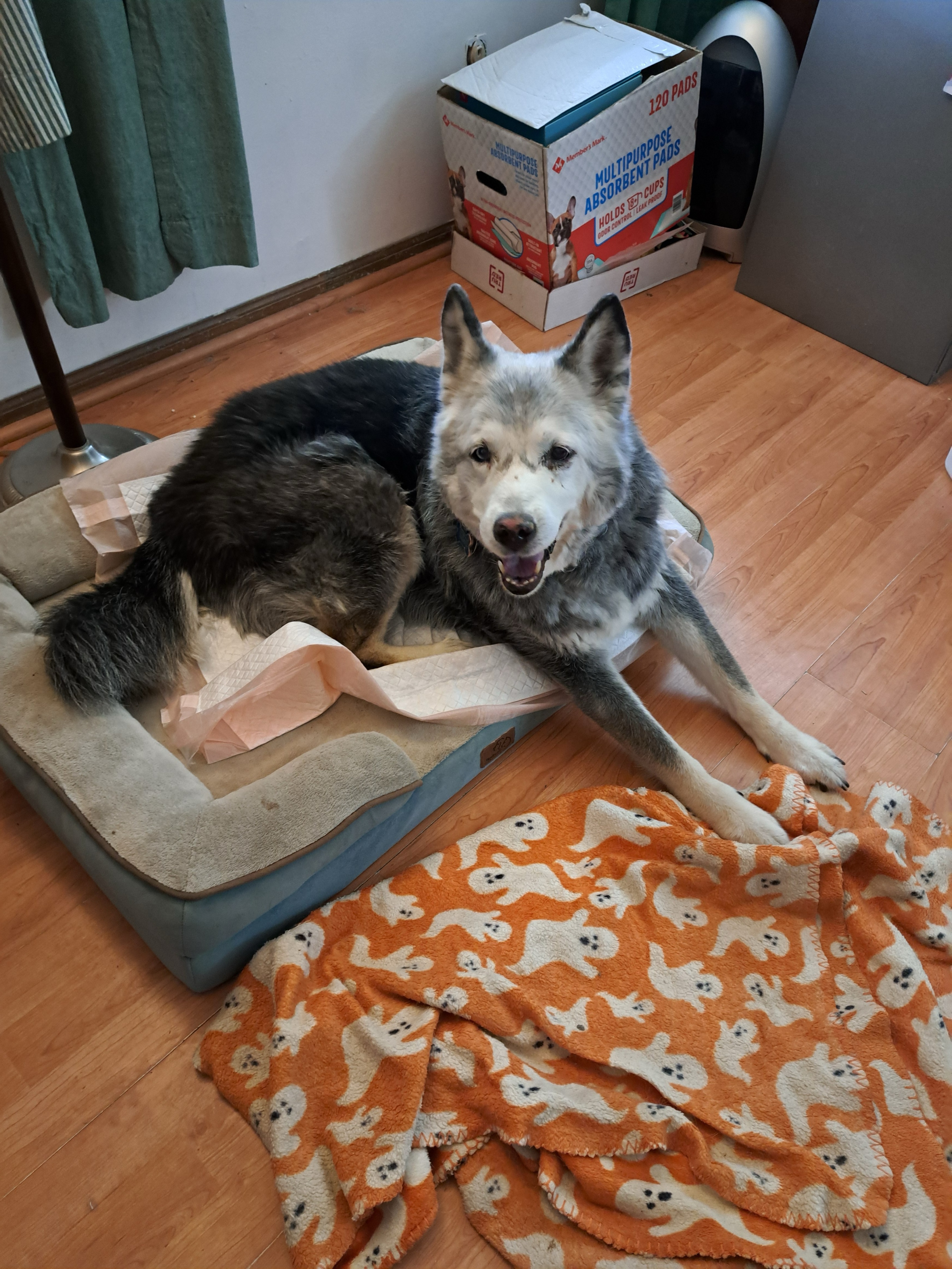 Loki the Siberian Husky