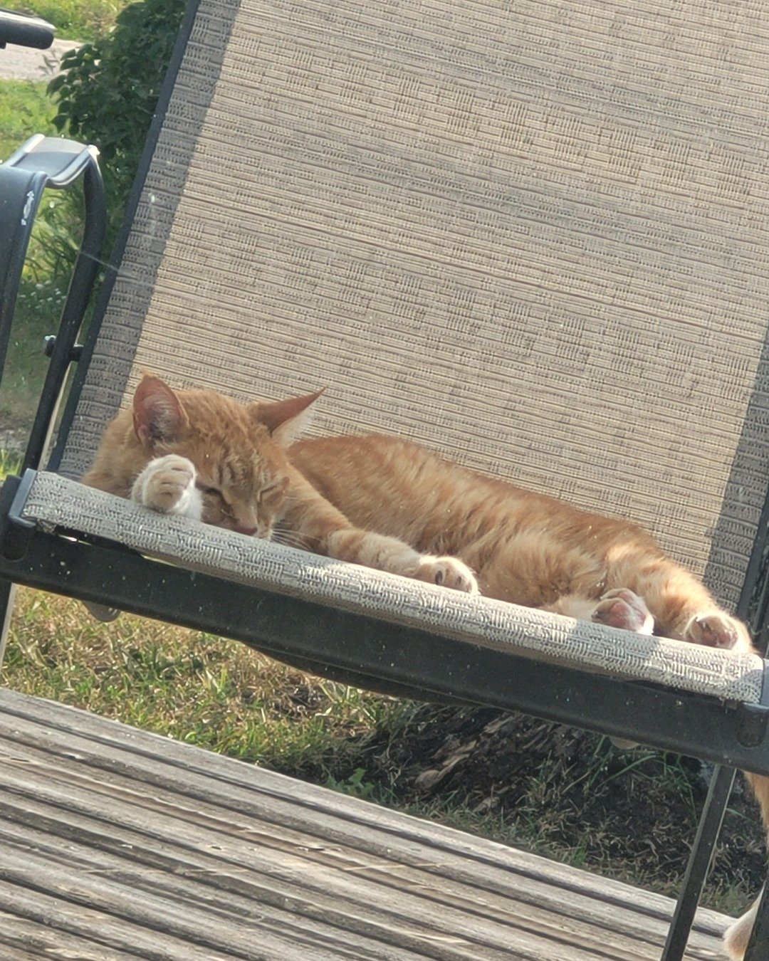 ducky the orange. Furniture, Bench, Chair, Cat, Grass, Plant