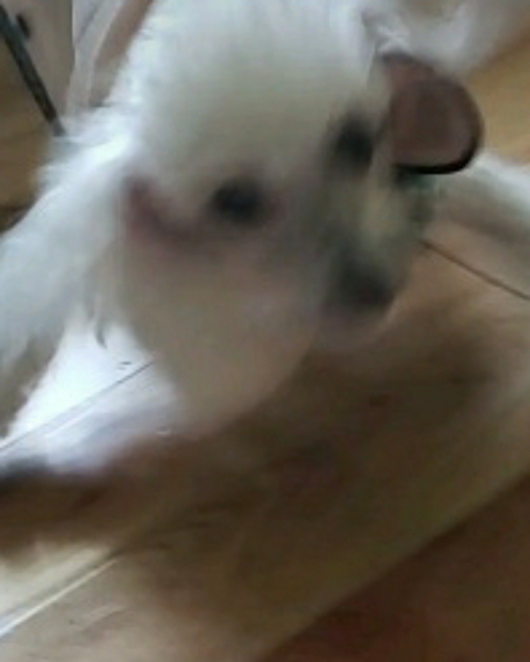 Zoe the teddy bear. Dog, Puppy
