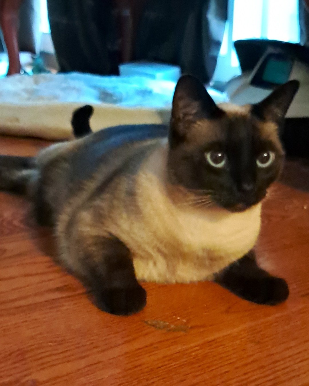 Luna🌙💫 (twin of Stella) the Siamese. Cat, Siamese