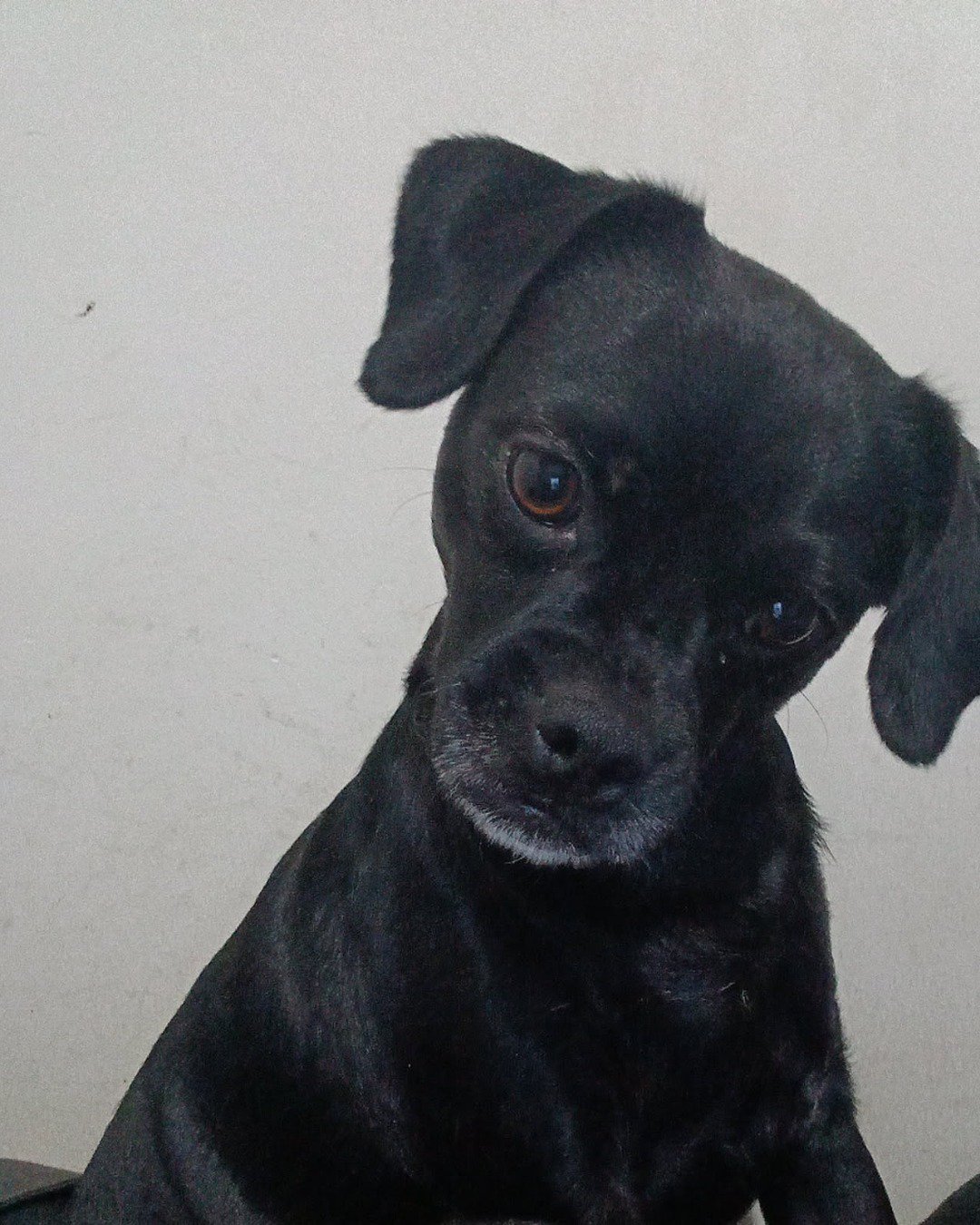 aveil and Neriah the pugzu. Dog, Puppy, Chihuahua
