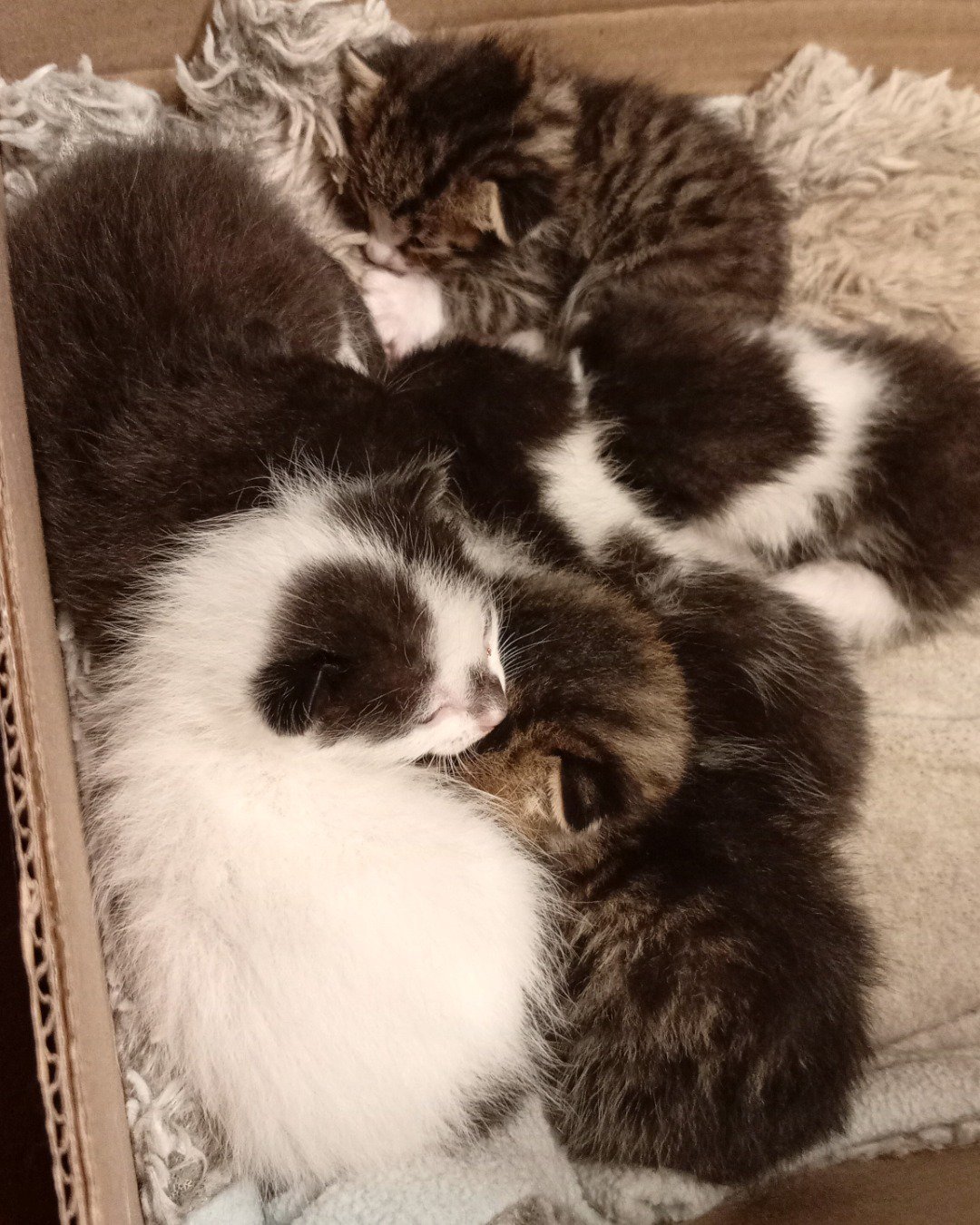 Suka. Cat, Kitten, Person, Sleeping, Box, Manx