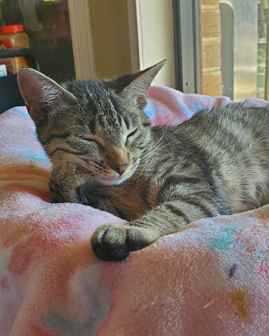 Keely. Blanket, Cat, Person, Sleeping, Furniture