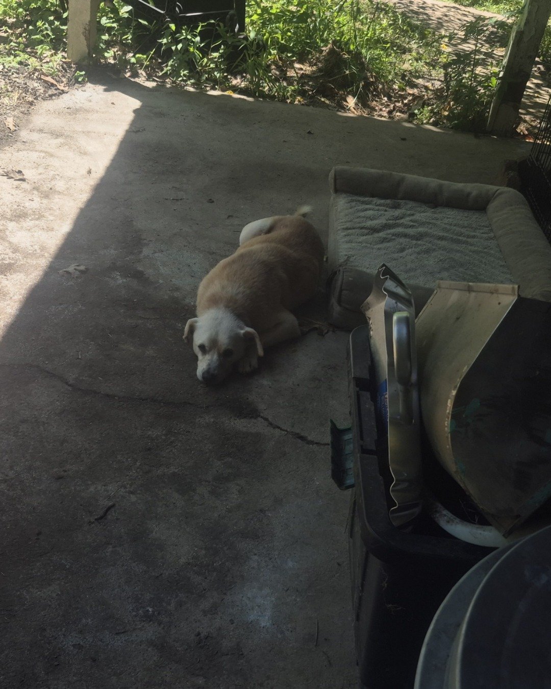 butterscotch the mutt. Dog, Puppy, Plant, Potted Plant, Soil, City