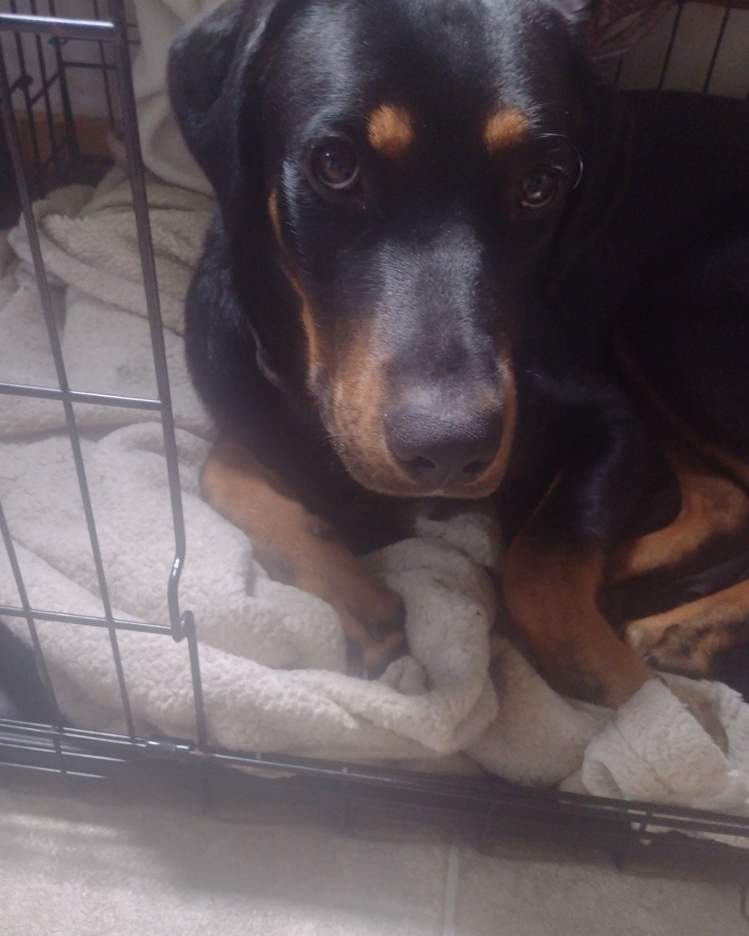 Oscar the mixed. Dog, Puppy, Hound, Dog House