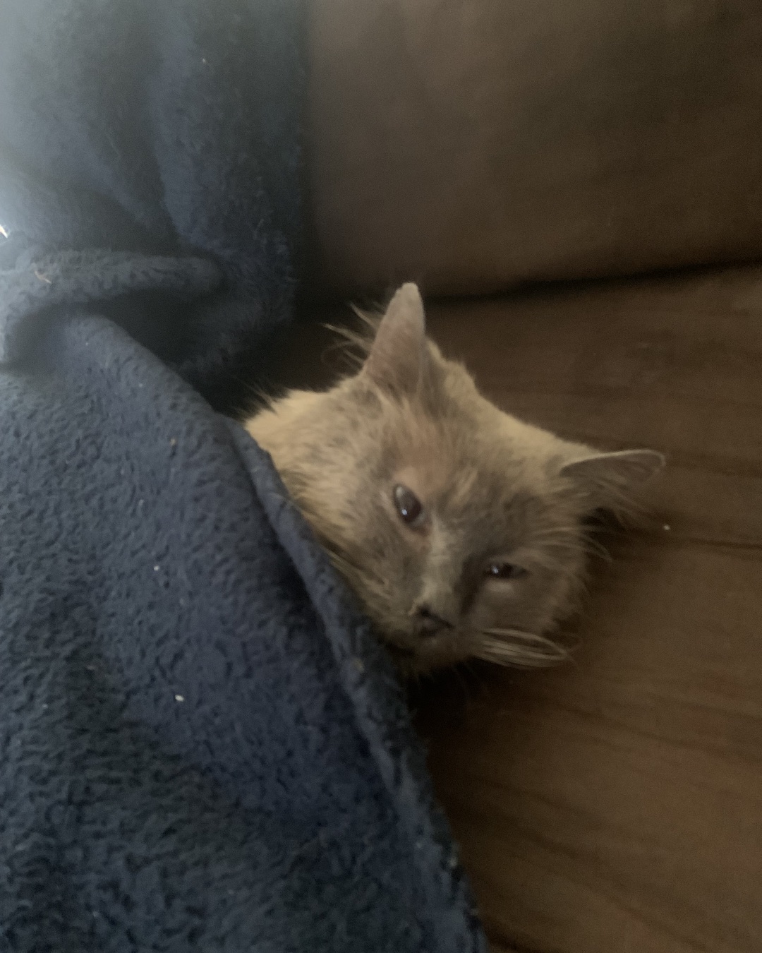 Dusty the Himalayan. Cat, Kitten, Blanket