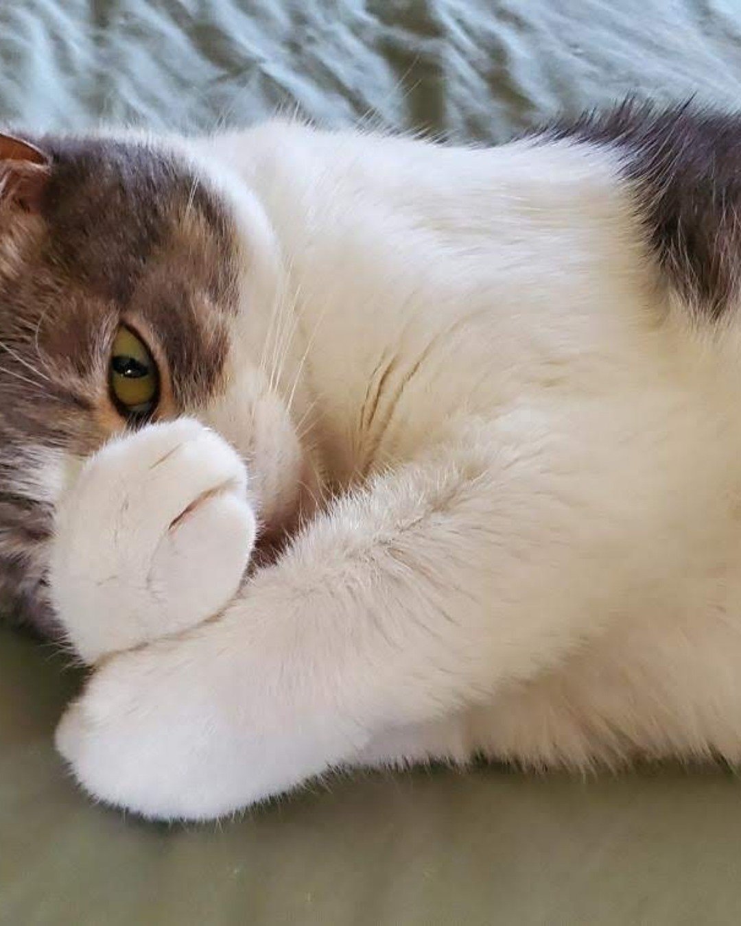 bingo. Cat