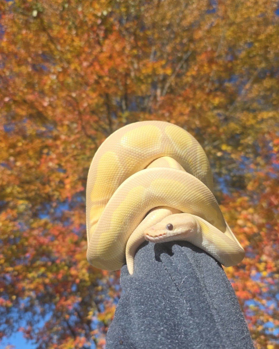 Gouda the Ball Python. Plant, Vegetation, Tree, Reptile, Snake, Person