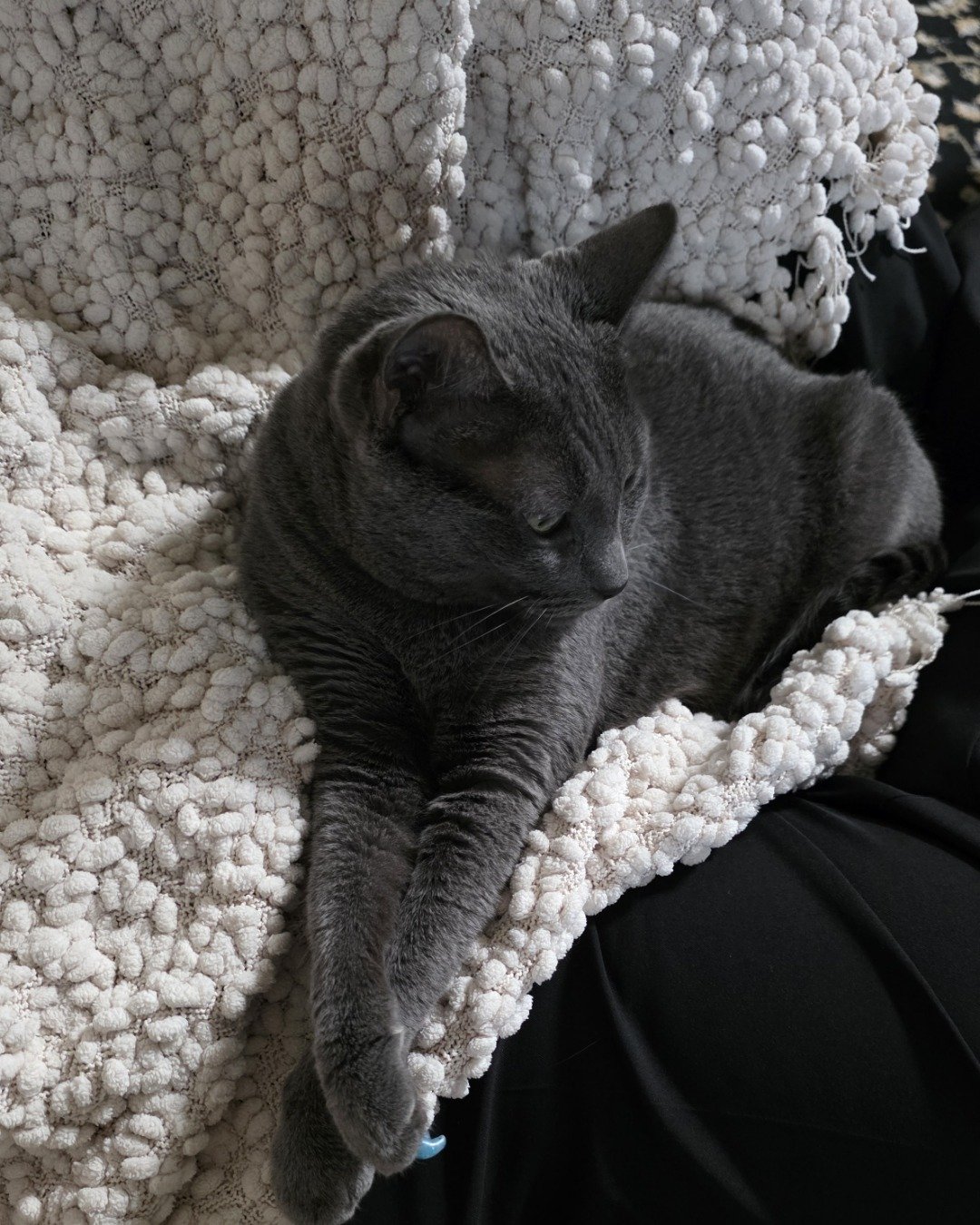 Cotton the Korat. Blanket, Cat