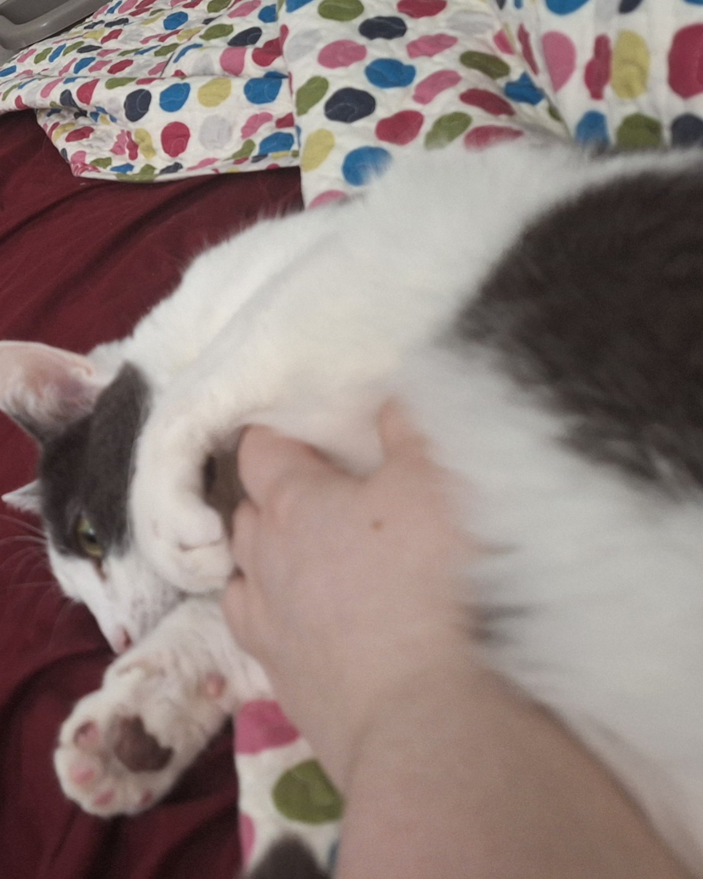 Cloudfur the American Shorthair. Person, Sleeping, Cat, Kitten, Couch, Furniture