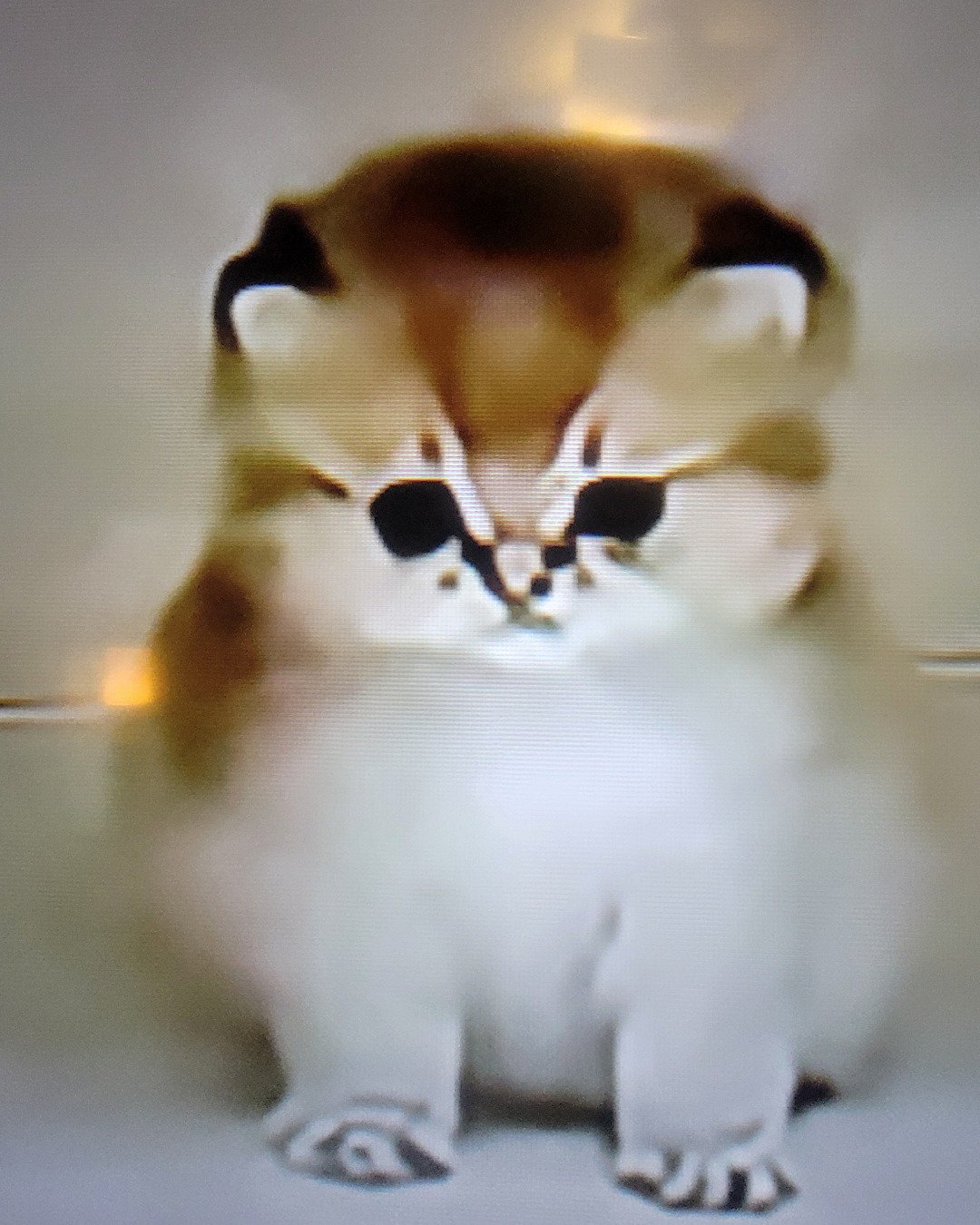 Gary the Munckin cat. Cat, Kitten, Rat, Rodent