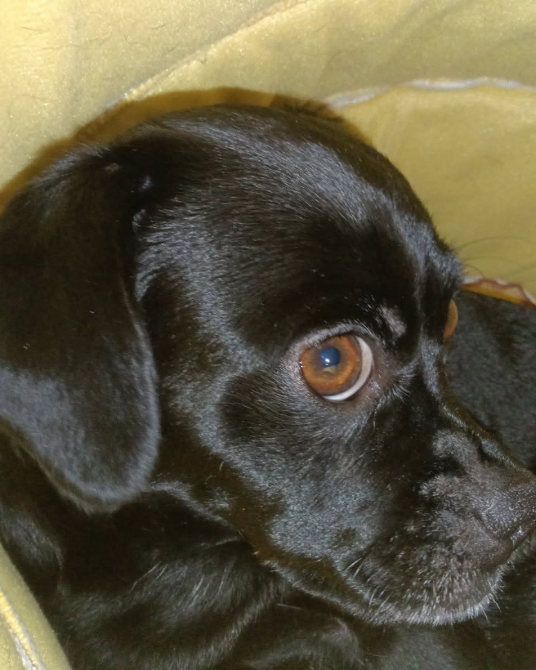 aveil and Neriah the pugzu. Dog, Puppy, Labrador Retriever, Hound