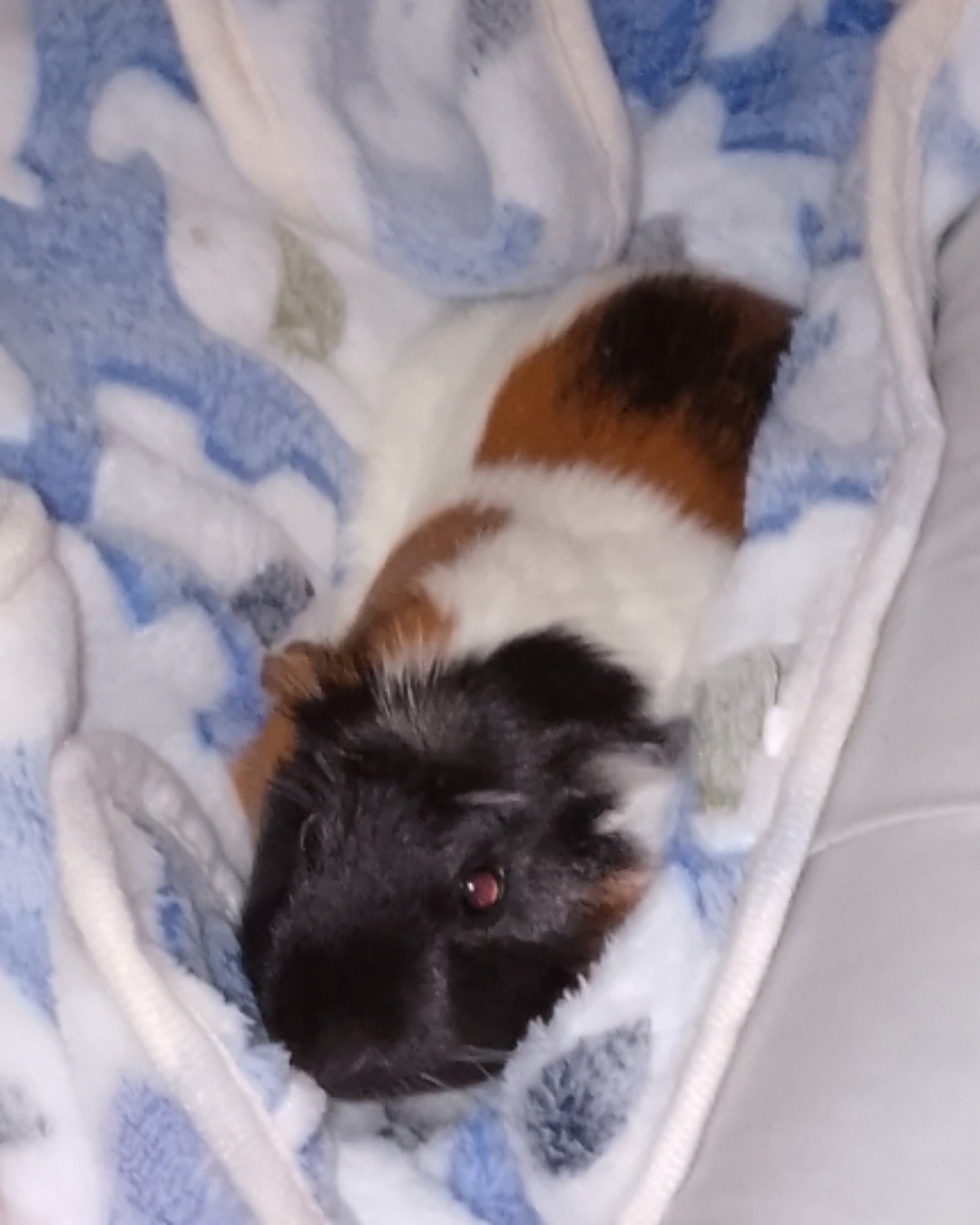 Neo the Guinea Pig. Cat, Rodent, Blanket