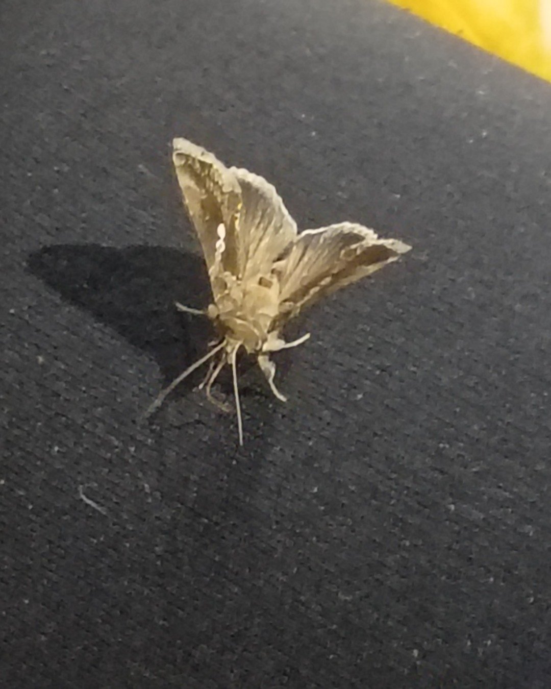 STEVEEEE MY PET MOTH that left me nourrr he is cutee. Insect, Invertebrate, Butterfly, Moth