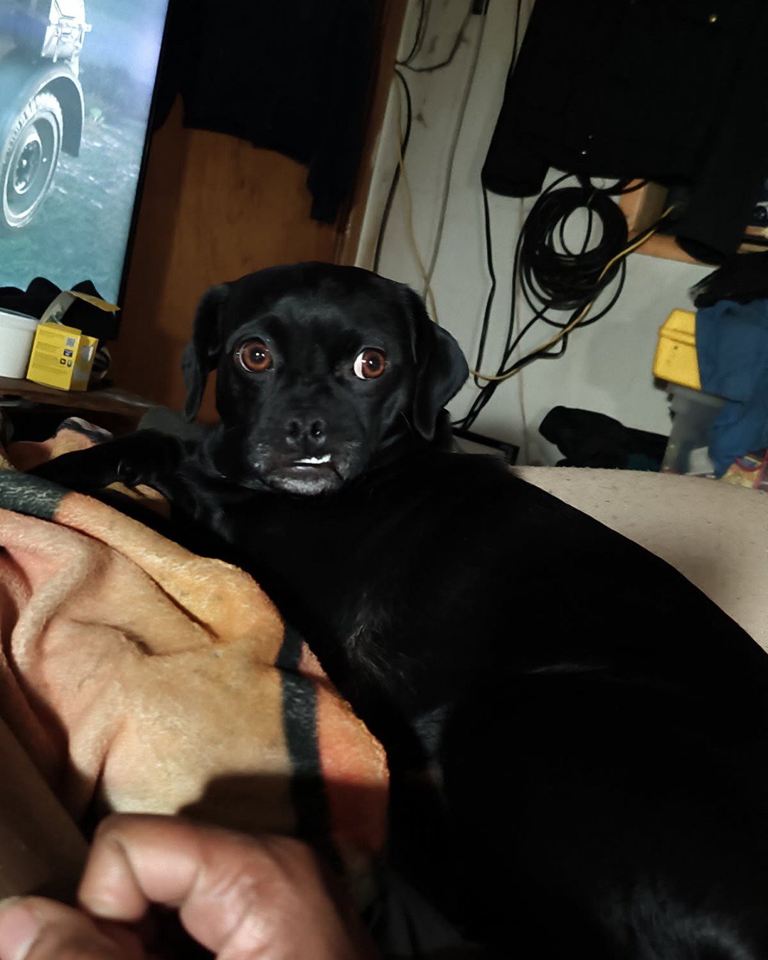 aveil and Neriah the pugzu. Body Part, Finger, Hand, Person, Dog, Puppy