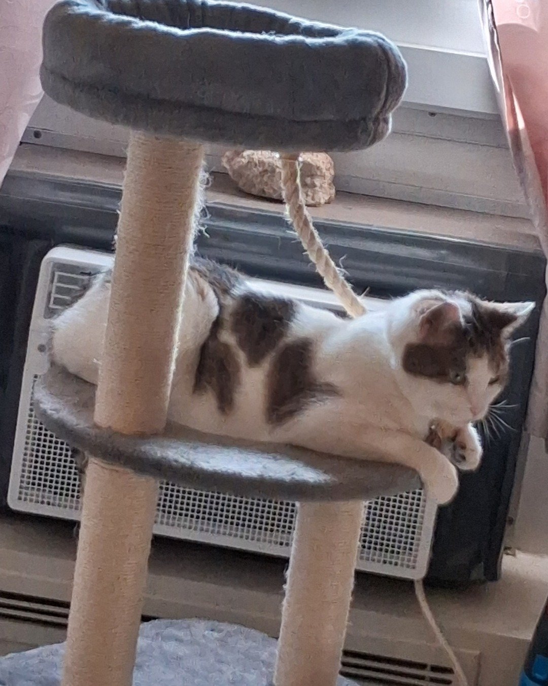 Babie Girl. Cat, Kitten, Device