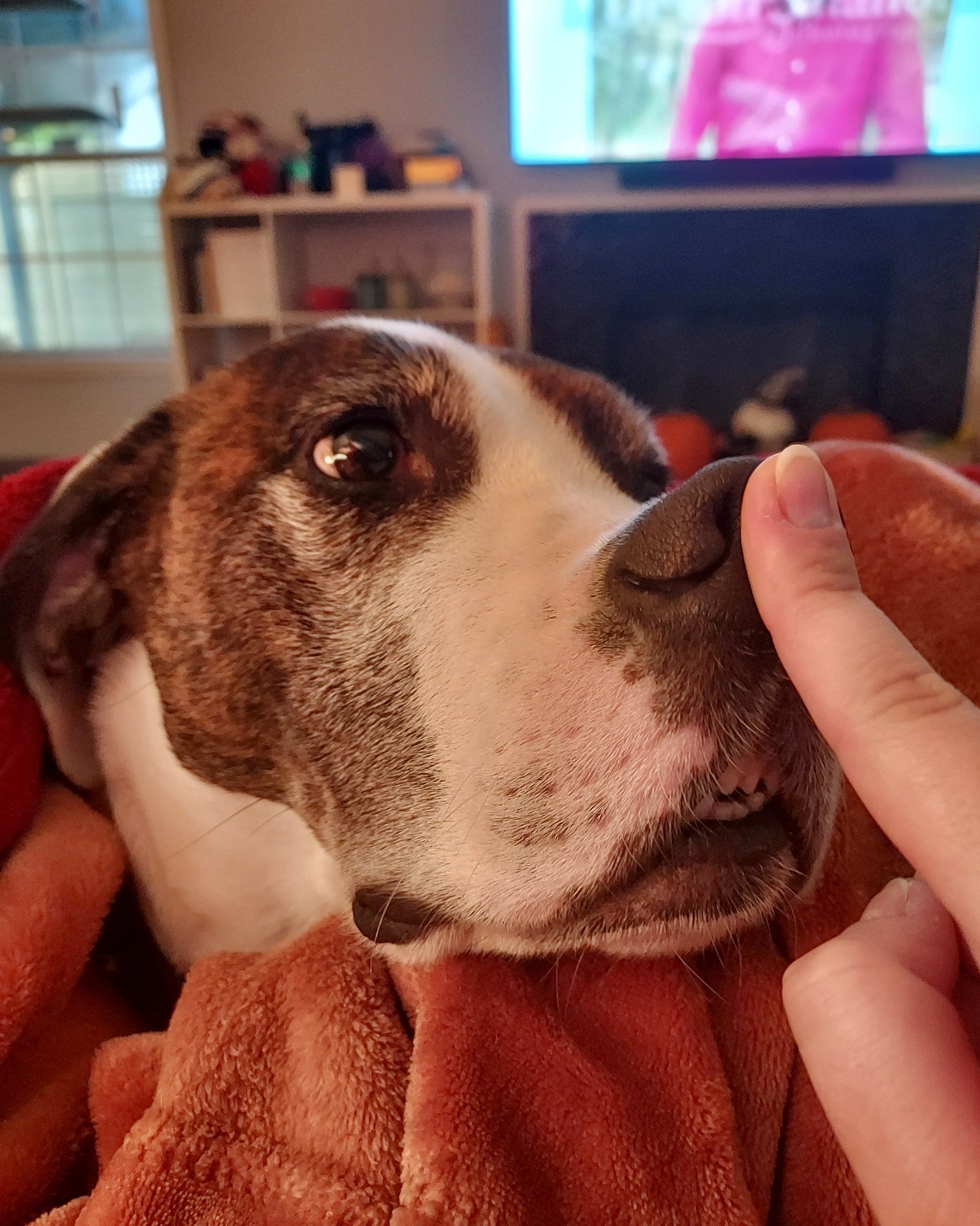 Bucky the Hound/Boxer. Computer Hardware, Electronics, Hardware, Dog, Hound, Screen