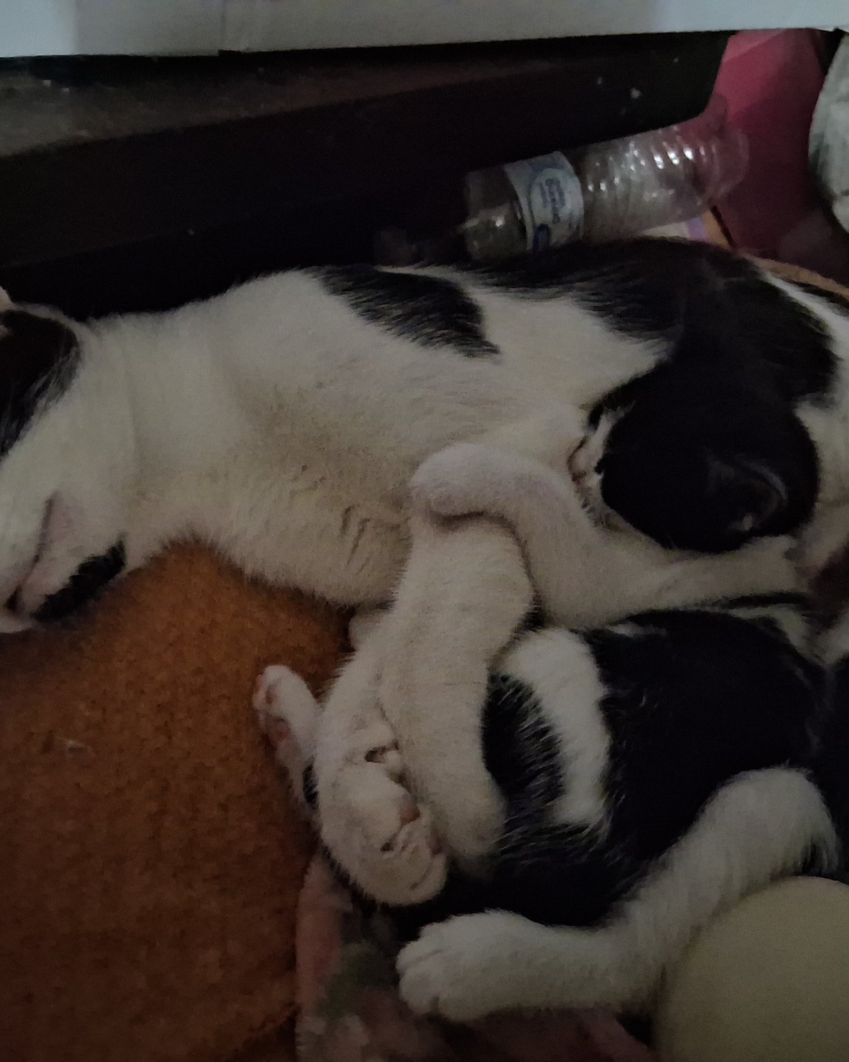 Beauty. Person, Sleeping, Dog, Puppy, Cat, Kitten