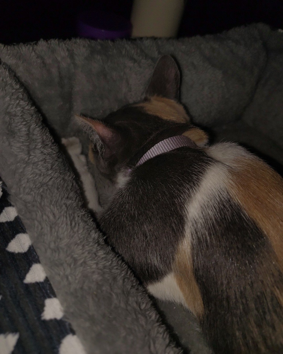 koi. Person, Sleeping, Cat, Blanket, Kitten, Quilt