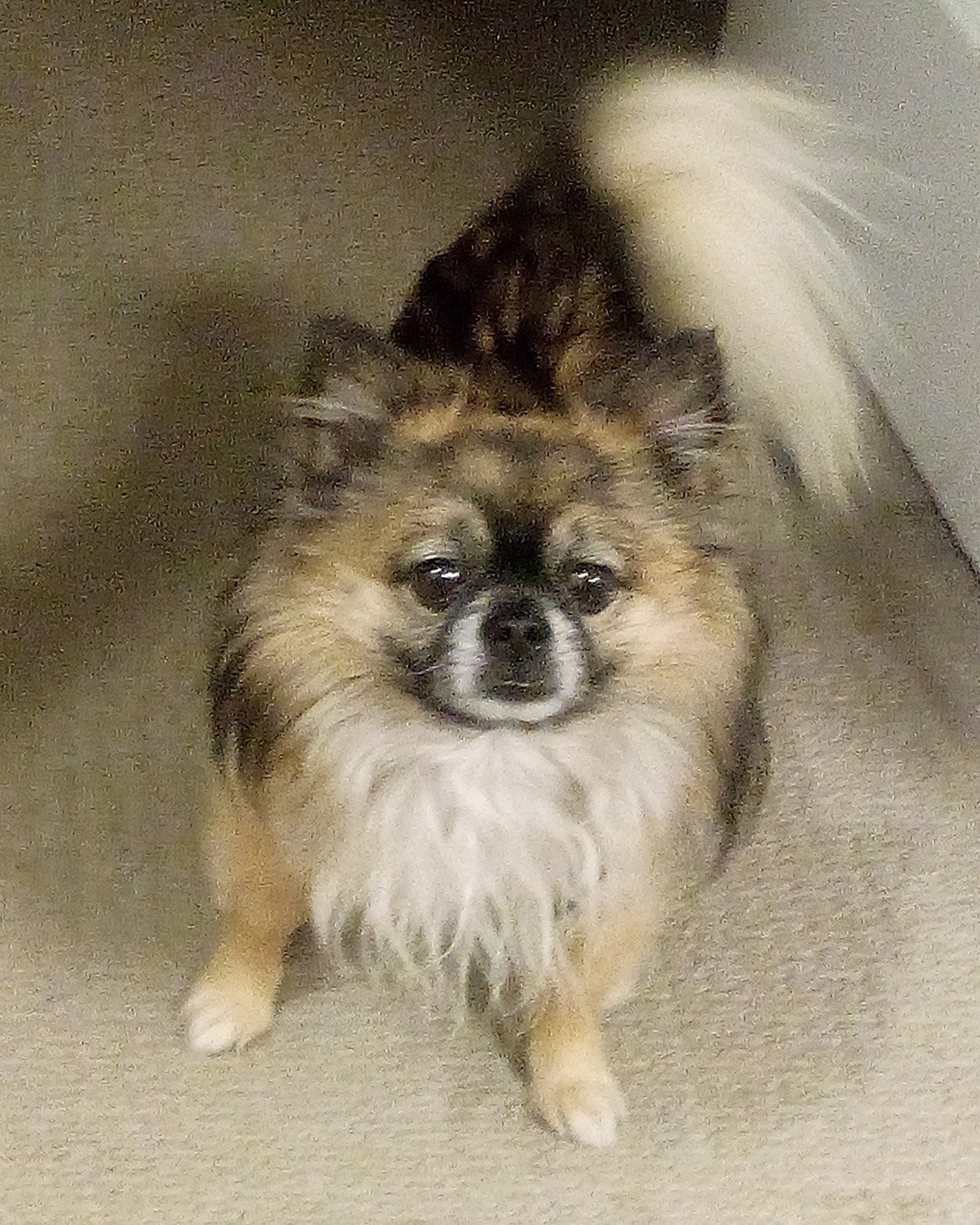 Rocko the Long Haired Chihuahua. Dog, Puppy, Cocker Spaniel, Papillon
