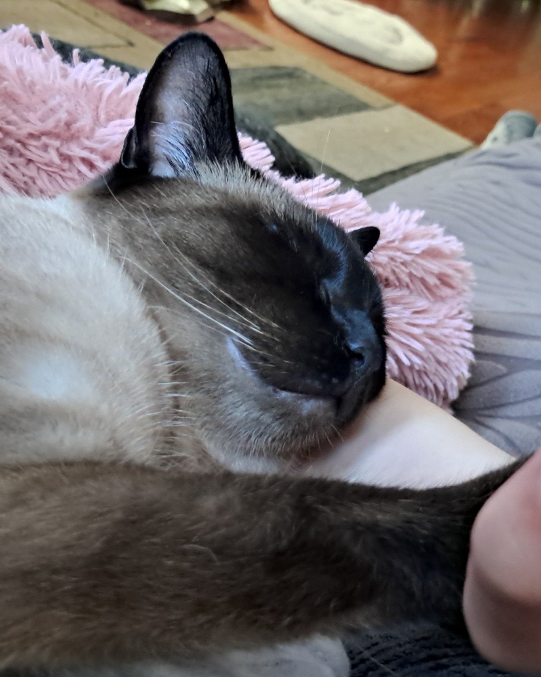 Luna🌙💫 (twin of Stella) the Siamese. Cat, Siamese