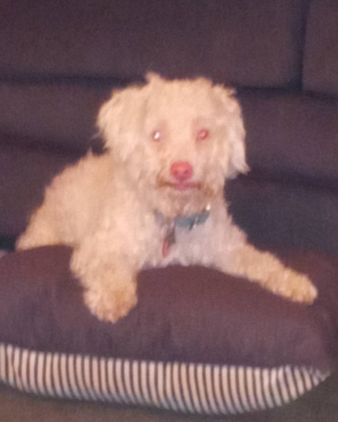 Ollie the Moltese/ miniature poodle. Dog, Poodle, Cushion, Home Decor, Puppy, Couch
