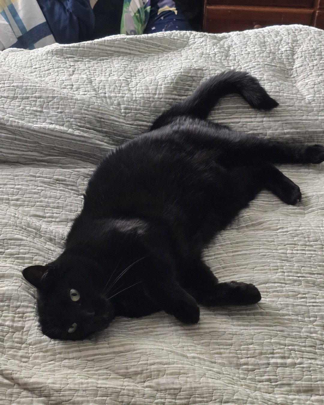 Balerion. Cat, Black Cat, Quilt, Furniture, Blanket