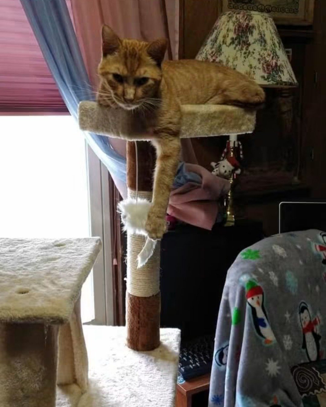 Tiger the tabby. Lamp, Cat, Couch, Furniture, Table Lamp