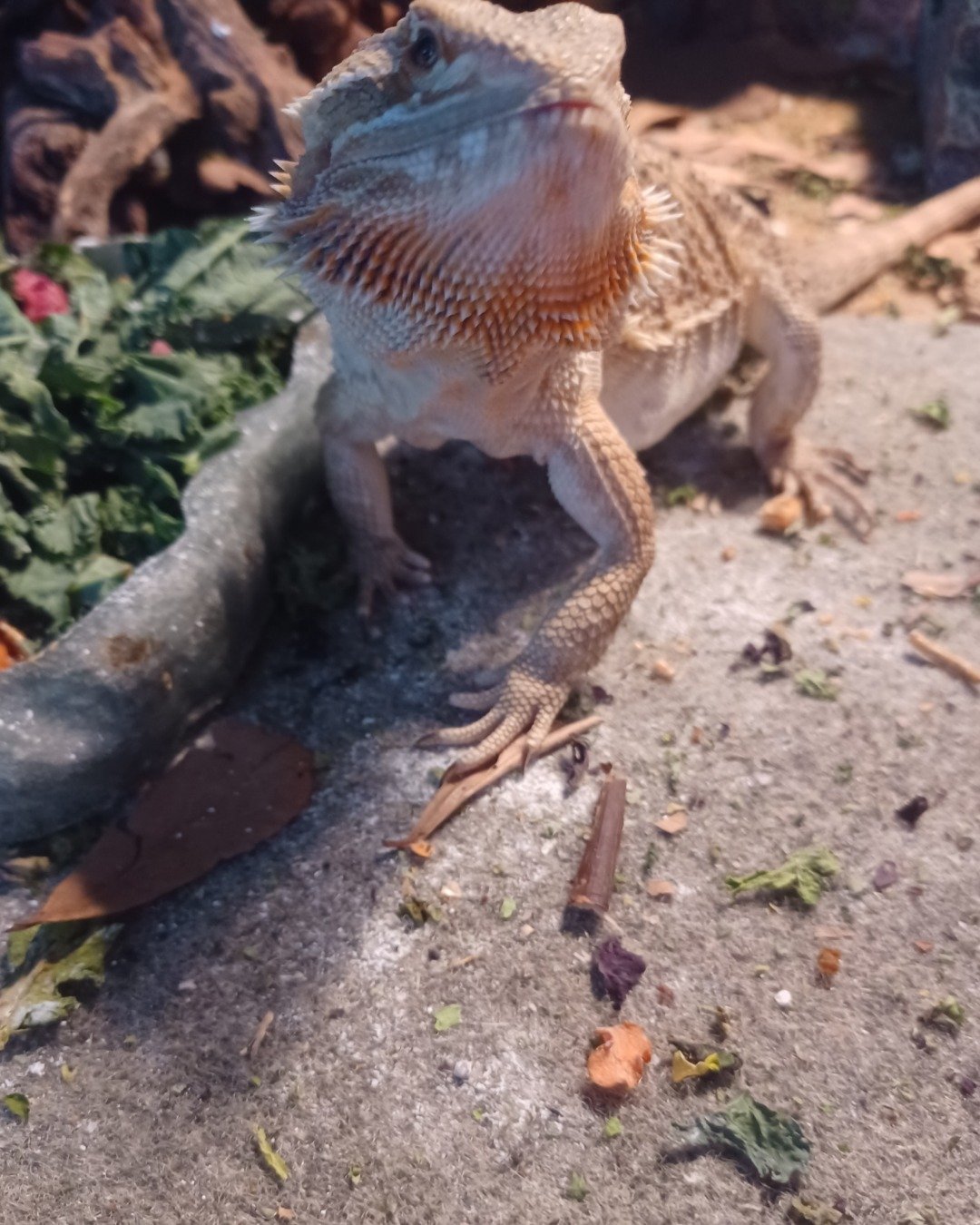 Basil the bearded dragon. Iguana, Lizard, Reptile