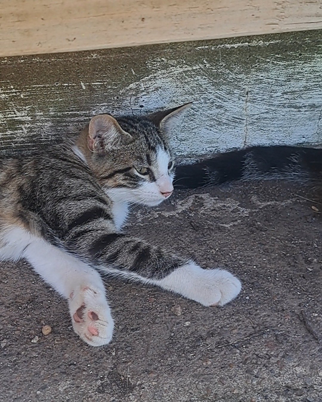 Sol. Cat, Kitten, Manx