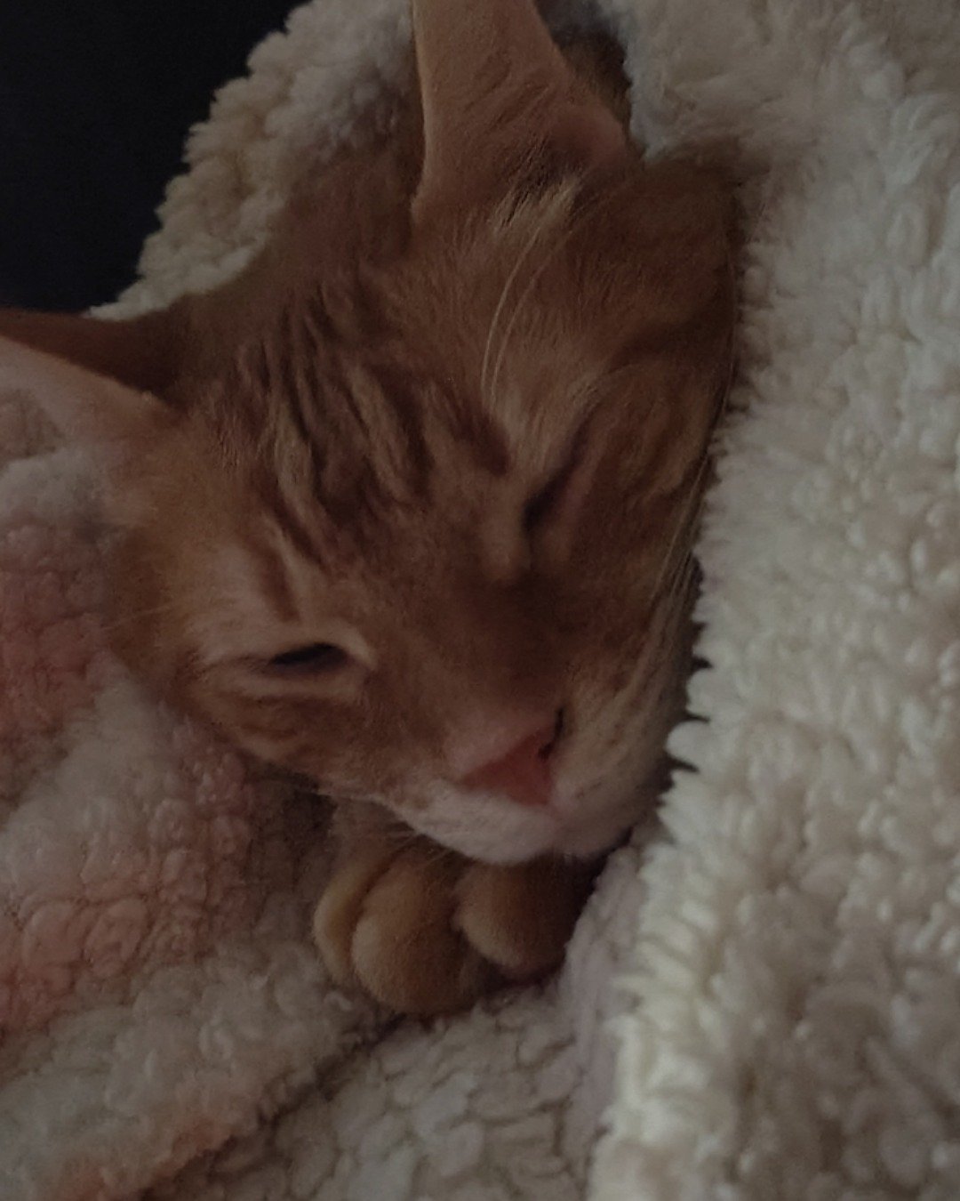 Harry the Ginger. Cat, Kitten, Blanket