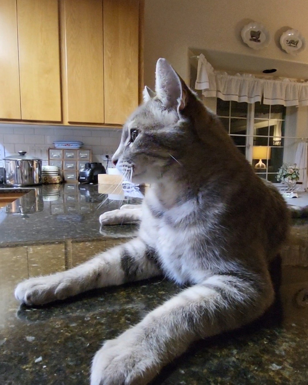 Jack the Tabby. Dining Table, Furniture, Table, Architecture, Building, Dining Room