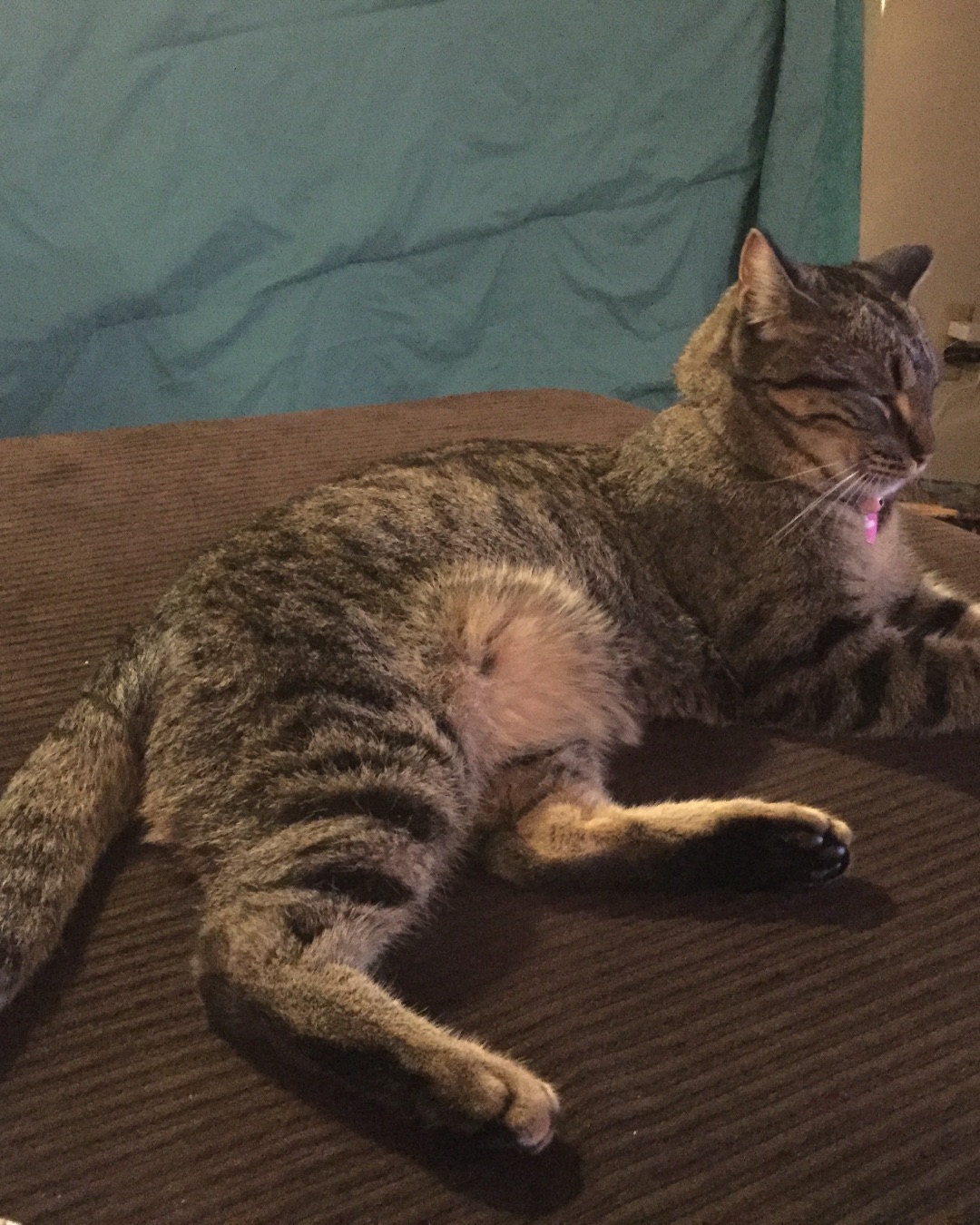 ReyRey — Couch, Furniture, Cat, Abyssinian