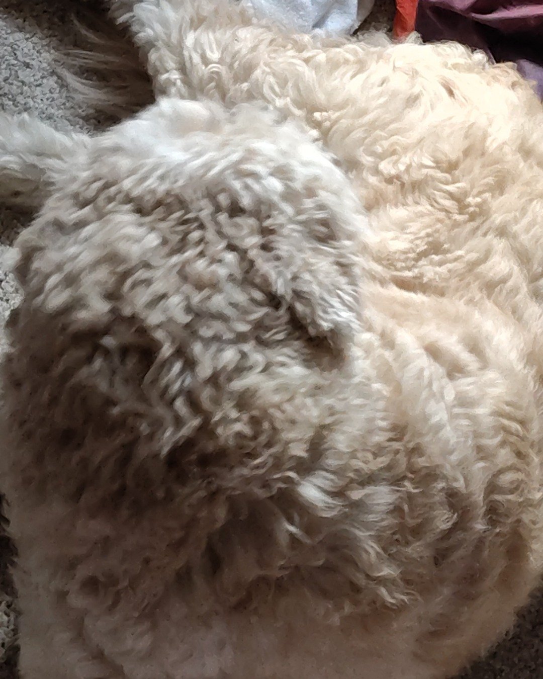 Sammy the Golden doodle. Bear, Dog, Puppy