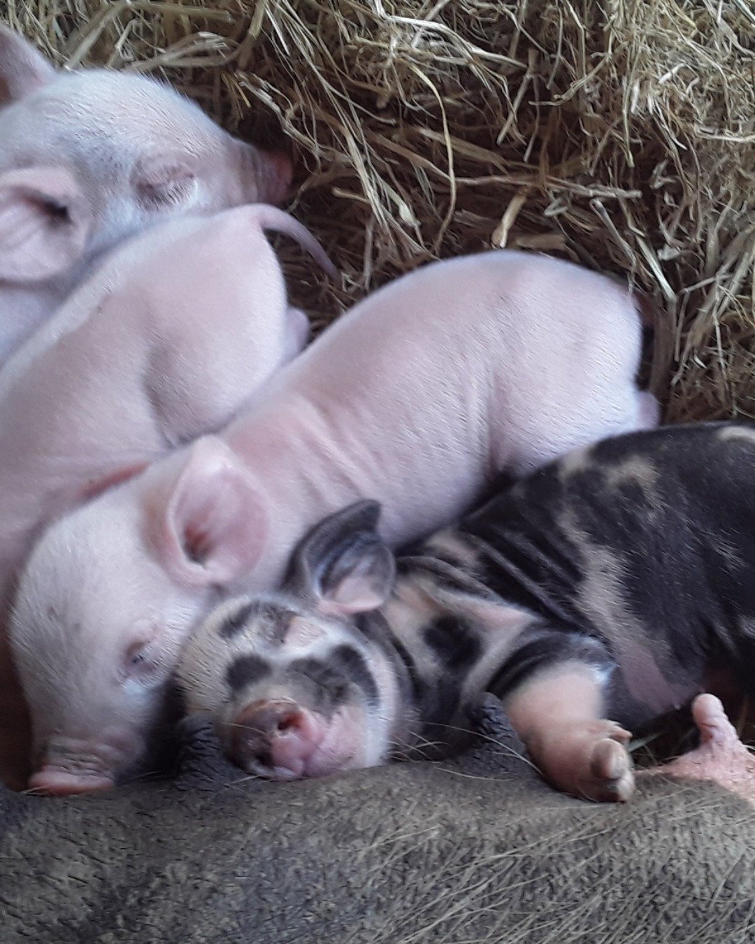 all my floofs. Pig, Hog, Boar