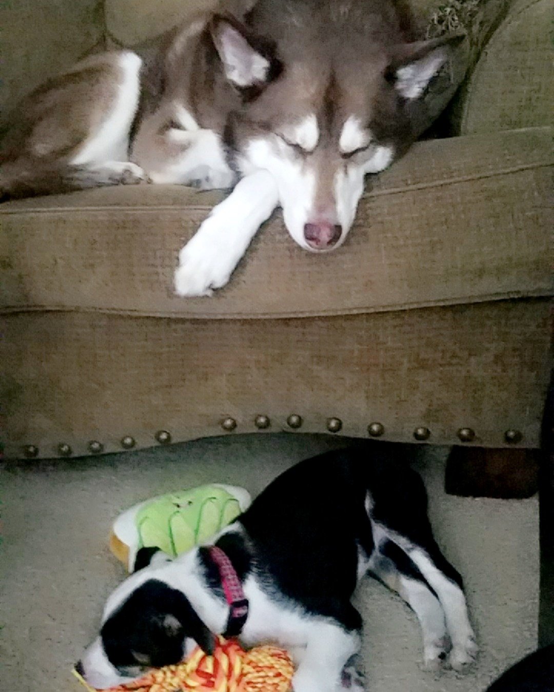 Nala the Siberian Husky — Couch, Furniture, Dog, Puppy, Husky, Person