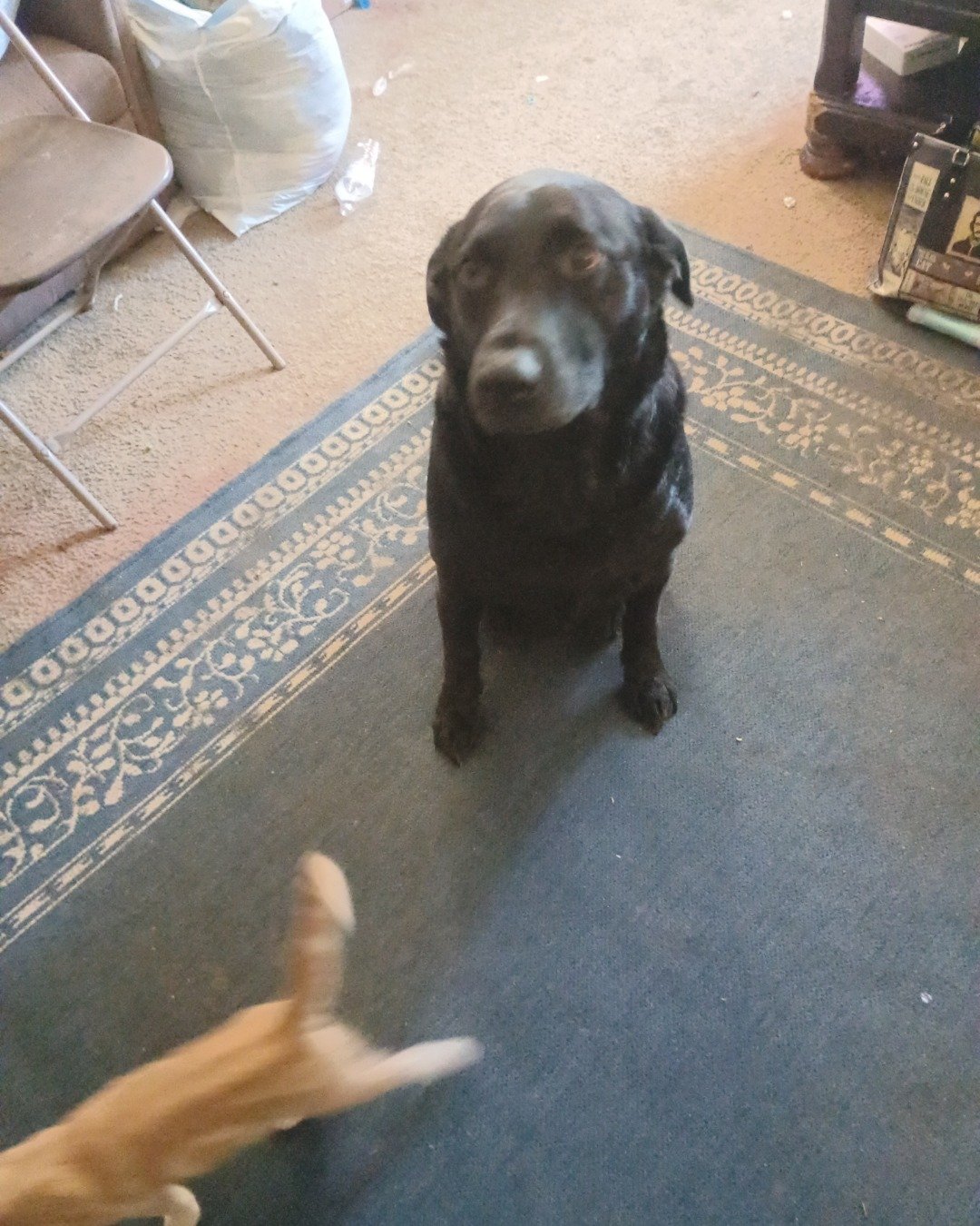 Titan the black Lab German Shepherd mix. Dog, Puppy, Labrador Retriever, Hound, Chair, Furniture