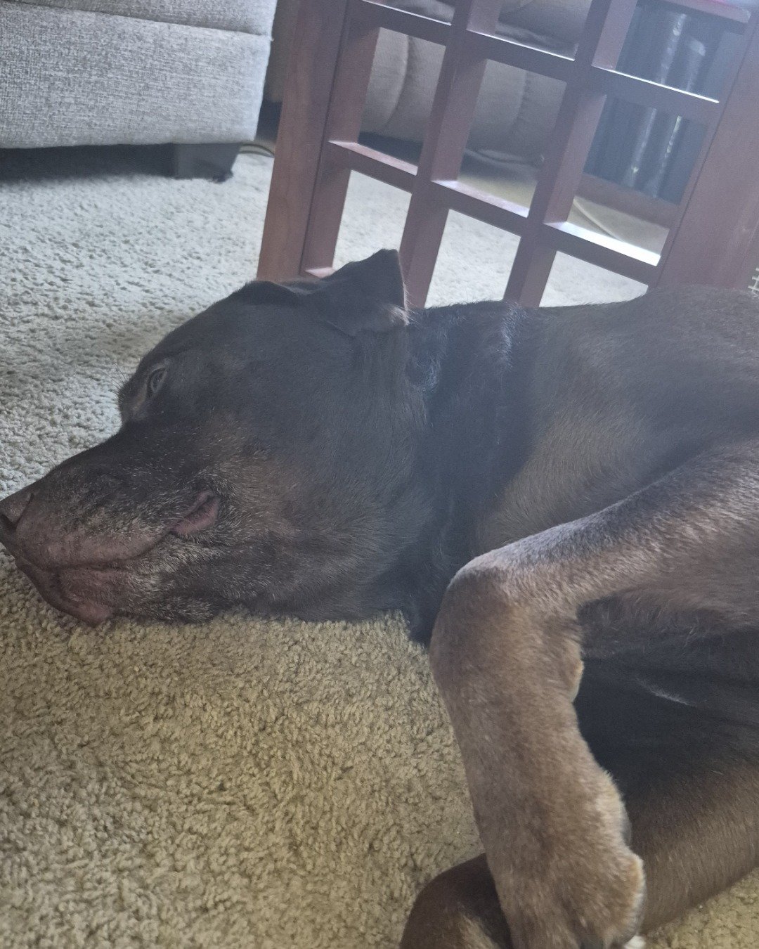 Roscoe the chocolate lab. Dog, Puppy, Couch, Furniture, Indoors, Interior Design