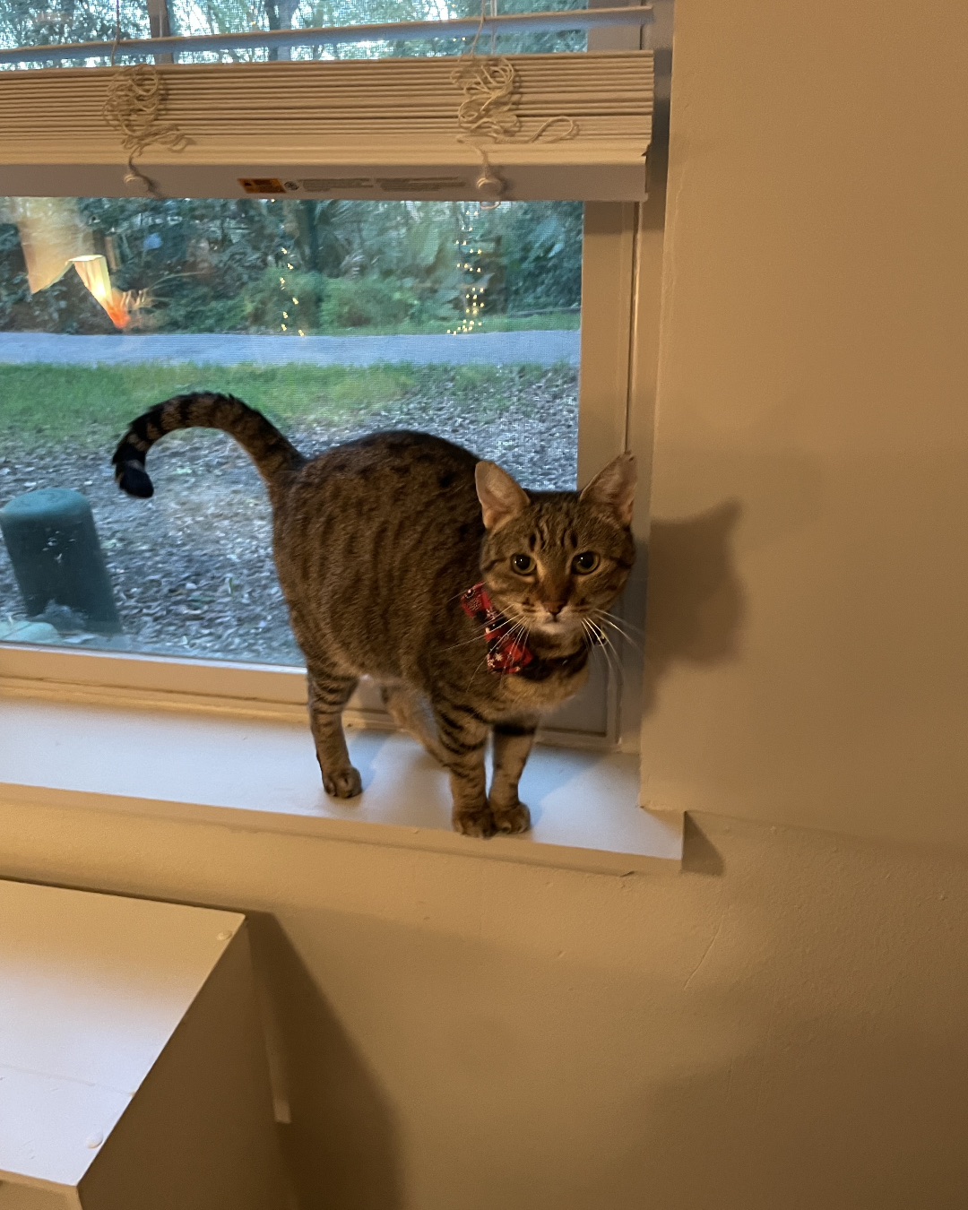 Luna — Window, Windowsill, Cat