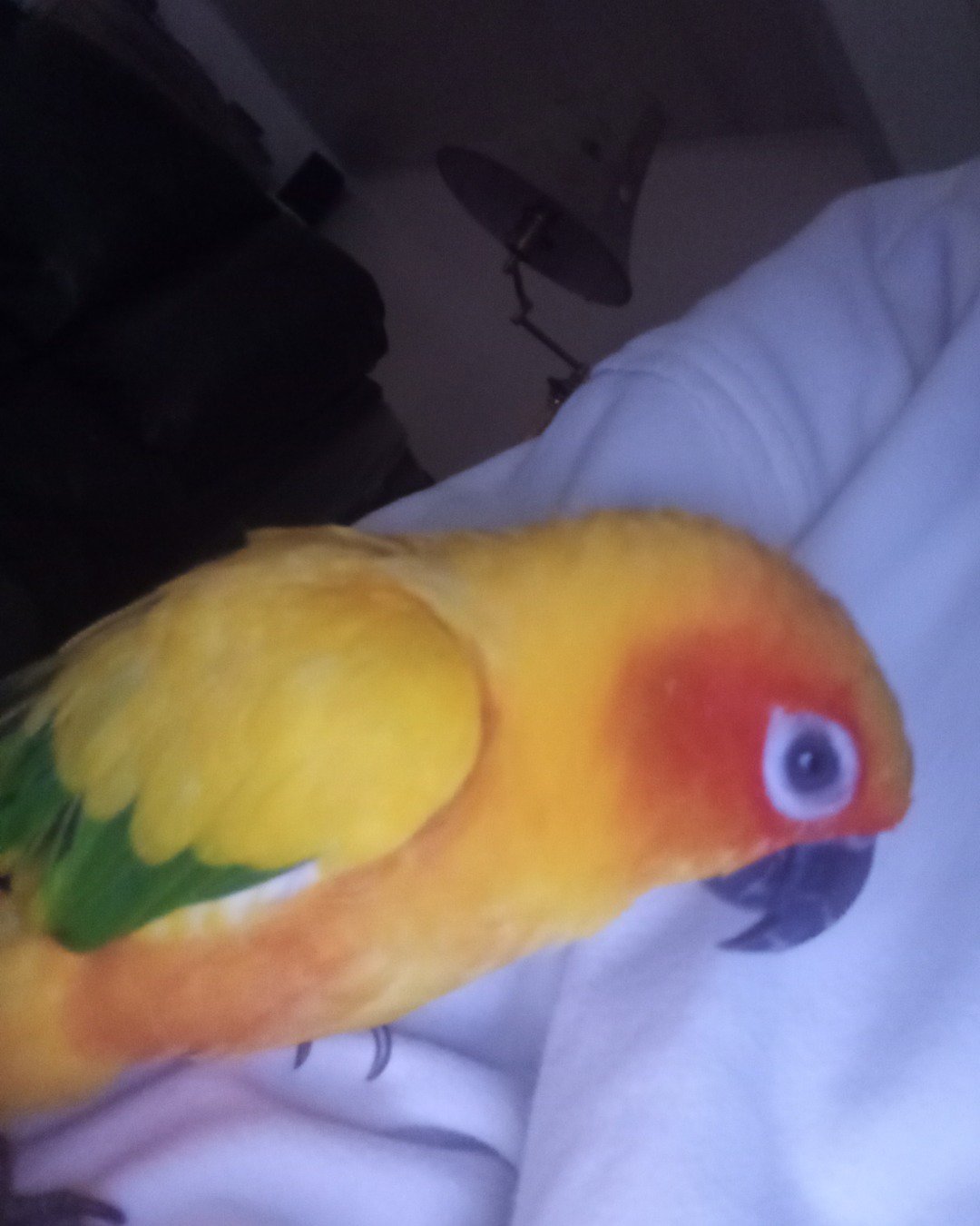 Suka. Beak, Bird, Parakeet, Parrot, Person
