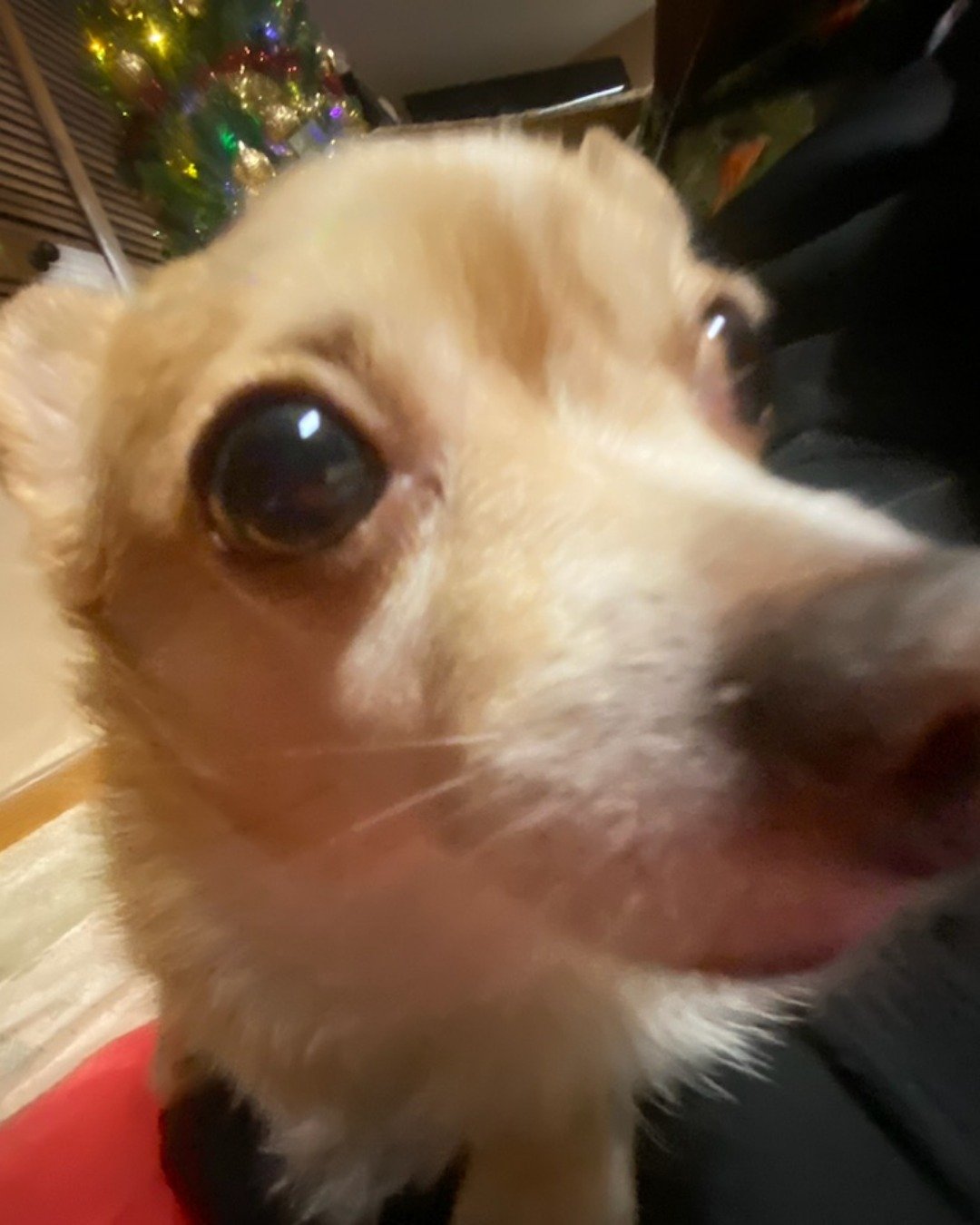 Pippy the Pomchi. Dog, Puppy, Chihuahua